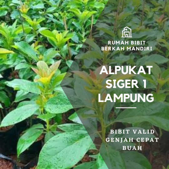 PENYEDIA BIBIT UNGGUL BERSERTIFIKAT